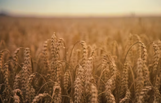 양곡법이란 양곡법 개정안 거부 이유 쟁점 내용 뜻