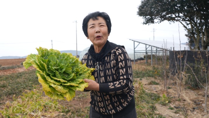 봄동