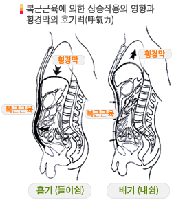 호습동작시 횡격막의 작용과 복부근육의 관계