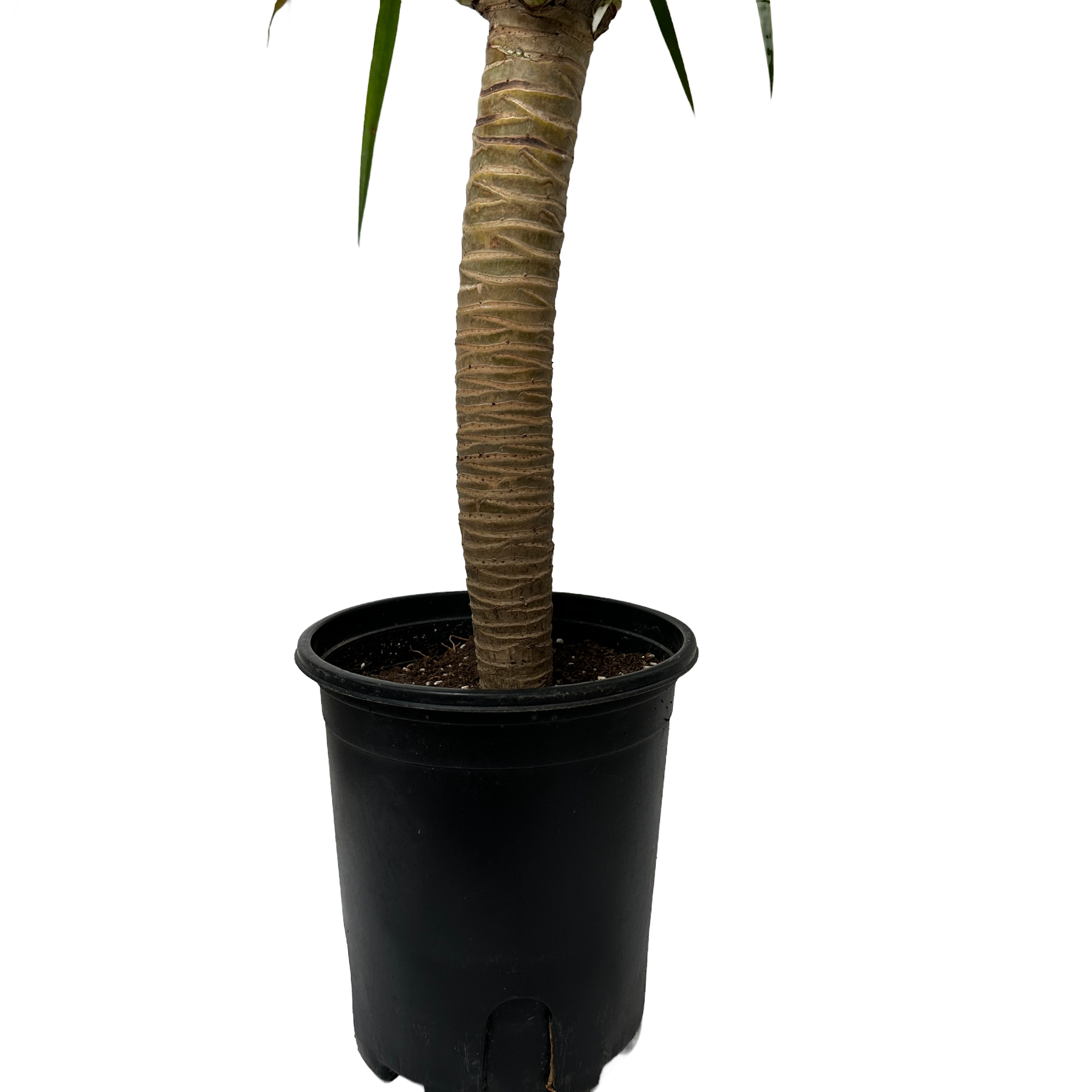 키우기쉬운 실내 정화식물 드라코 키우는 법