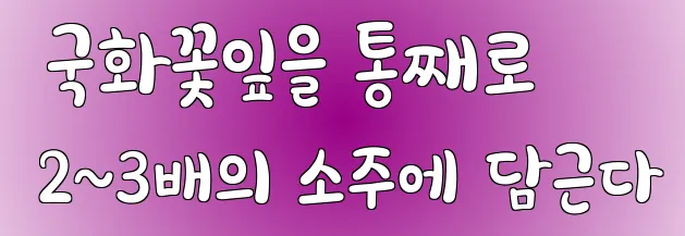  국화꽃잎을 통째로 2~3배의 소주에 담근다