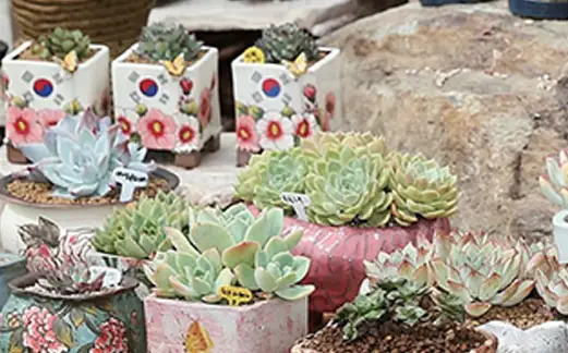 함평나비축제 기간, 주차장, 행사내용