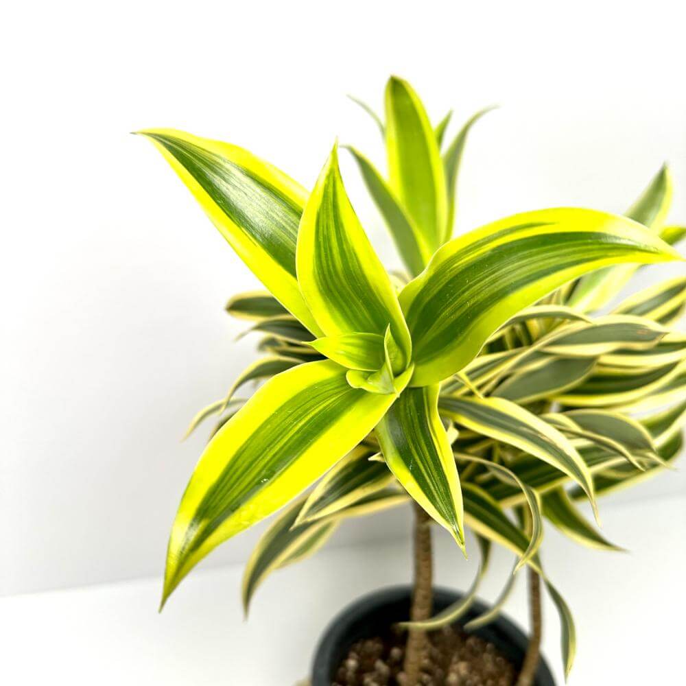 송오브 인디아 키우기