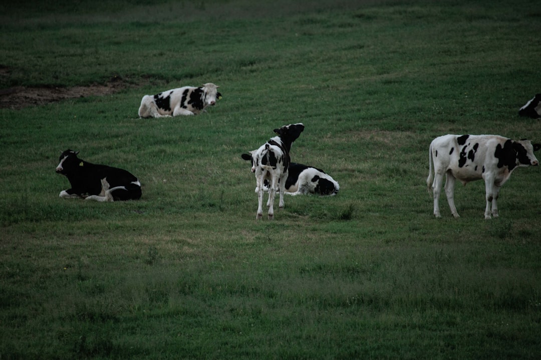 KBO (Korea Baseball Organization)