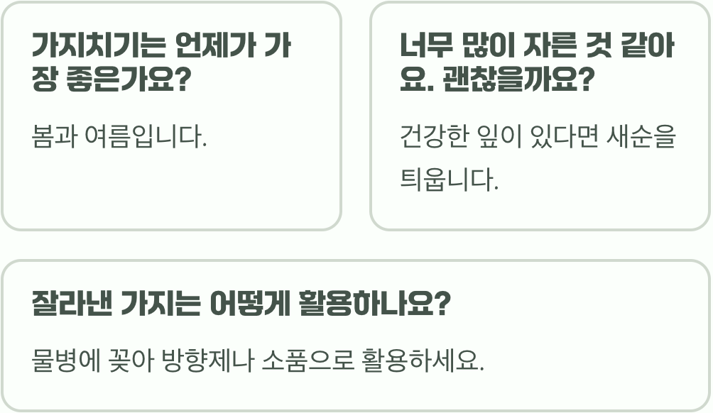 유칼립투스 가지치기, 안 해주면 앙상하고 볼품없어져요!