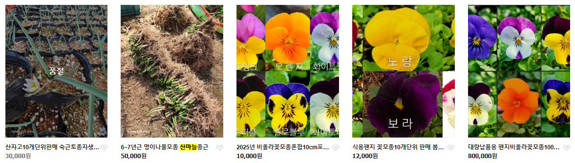 6시내고향 두메부추 자생식물 세종 연동면 세종약초원 정보