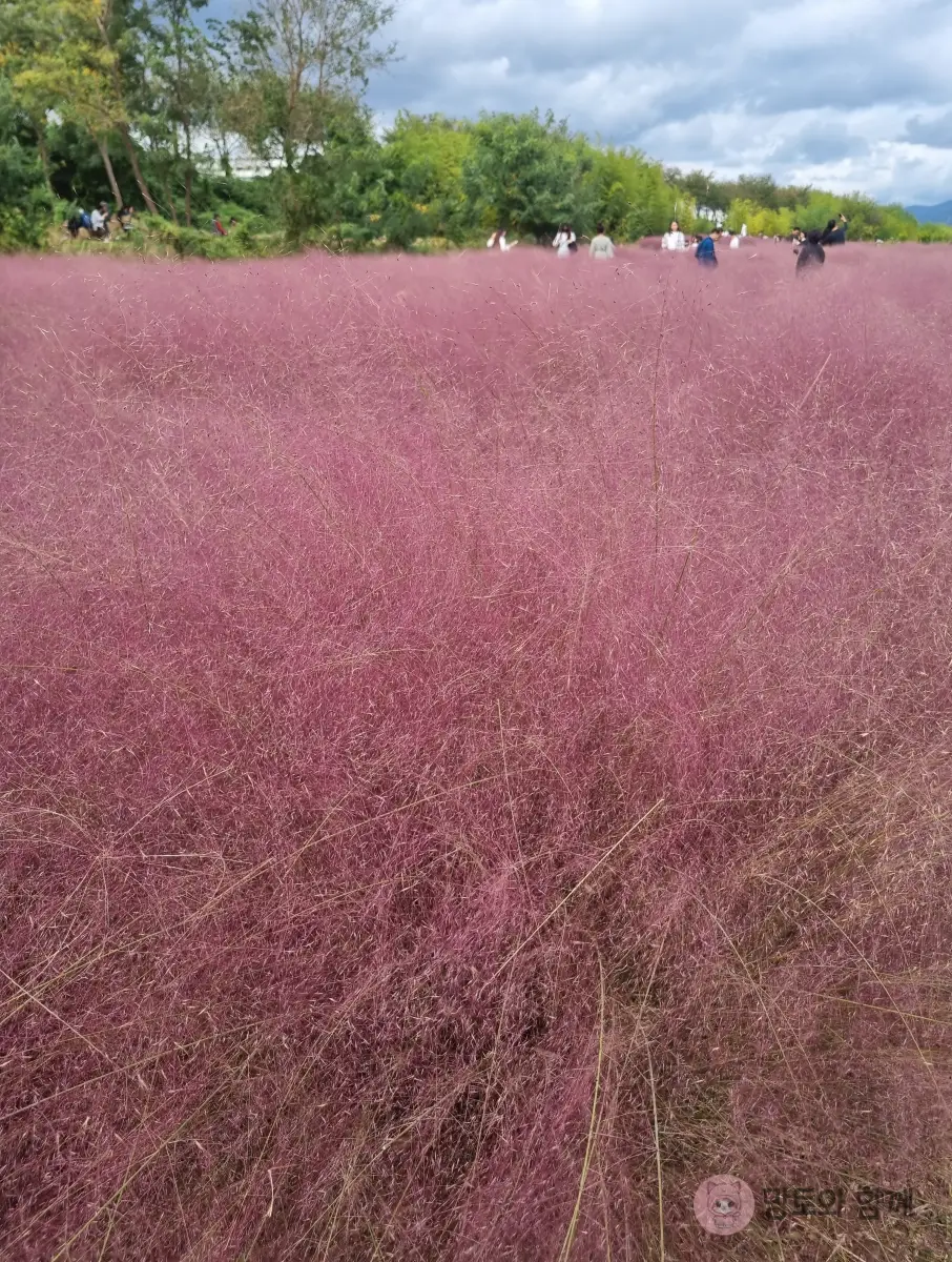 핑크색-핑크뮬리