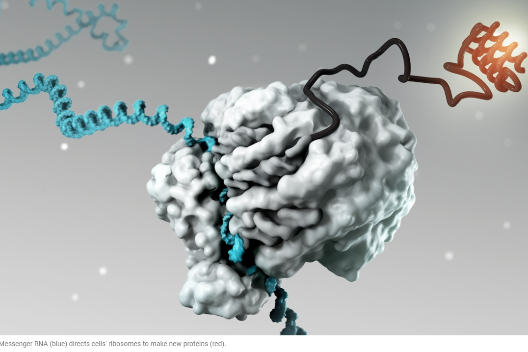 충격! mRNA(코로나백신 등), 의도하지 않은 면역 반응 발생시켜: 코로나 백신 근본적 결함 Some COVID Vaccines Produce ‘Unintended Immune Response’ in Recipients: Study