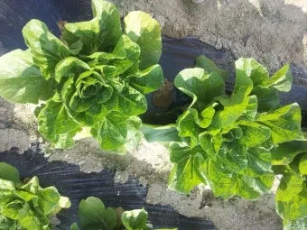 김장배추 웃거름비료 주는시기와 방법을 안내_20