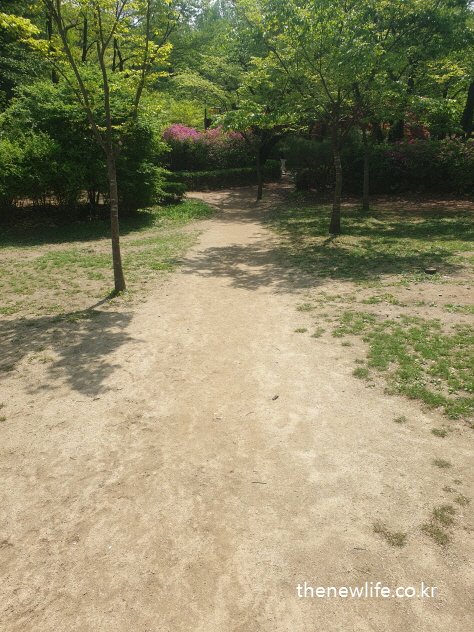 숲속 흙길을 걷기 좋은 장소 이미지, 자연 친화적 환경