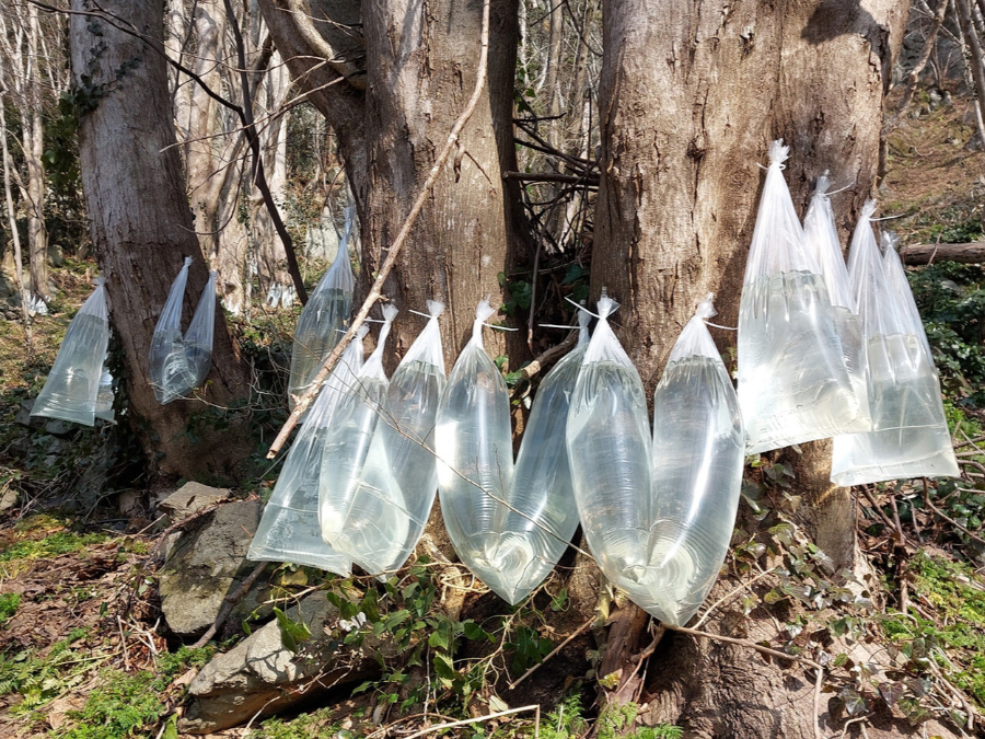 고로쇠물 효능 자연이 선물한 건강 음료