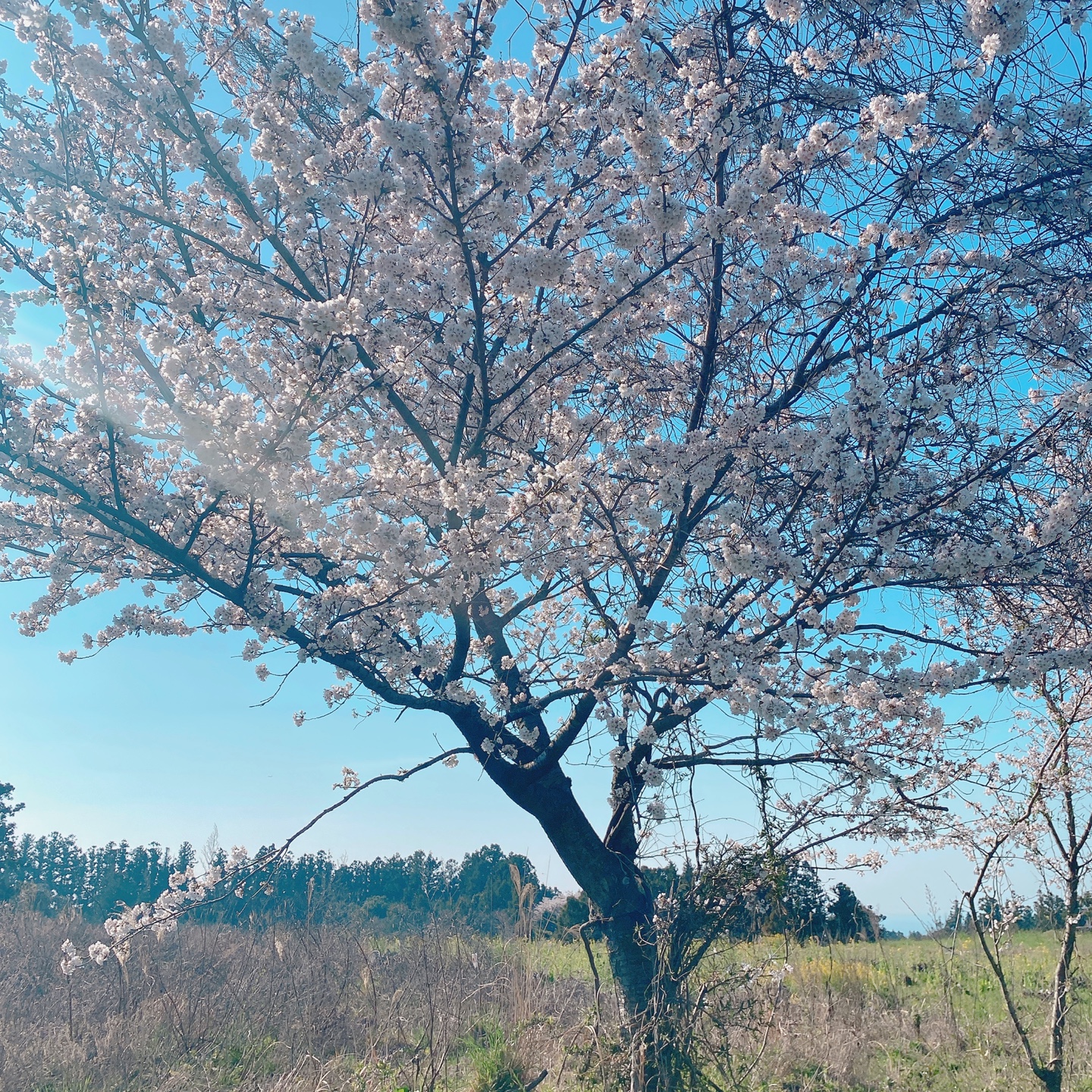 제주 신비마을 도깨비도로 벚꽃명소 레크레 카페