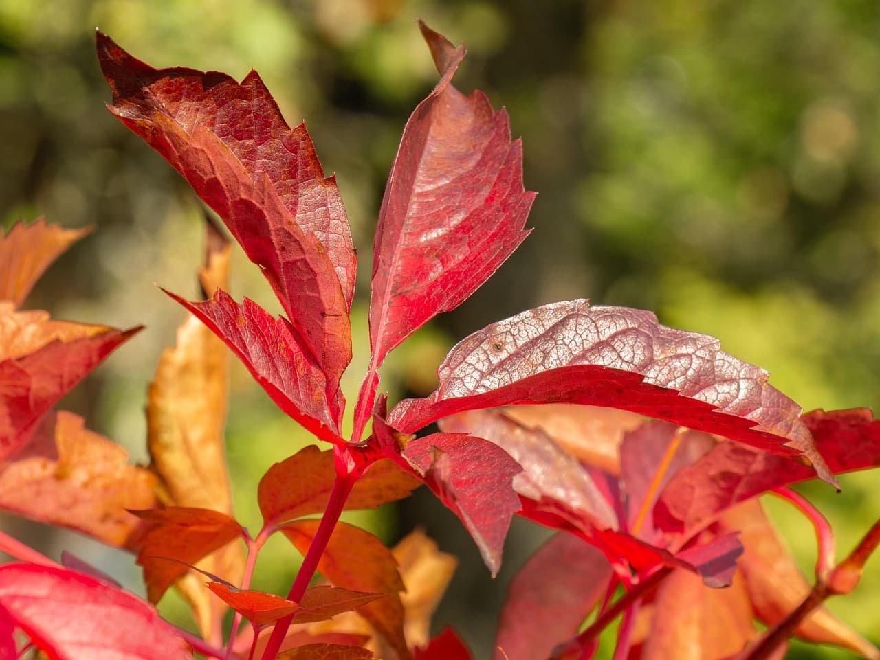 🍁 혼잡 피해서 떠나는 가을 단풍 등산 코스 추천 (한적한 명소 6선)