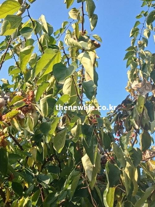독이 없고 따뜻한 성질을 지닌 토종 꾸지뽕 나무 잎과 열매 실사진