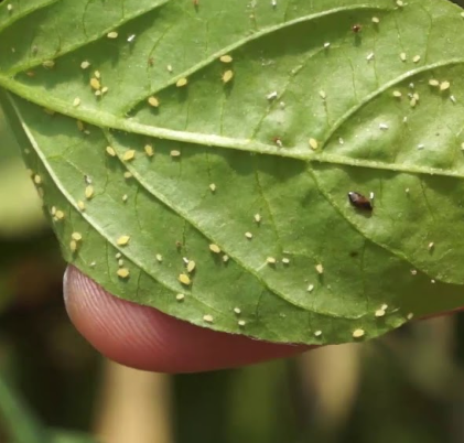 고추 진딧물 제거7