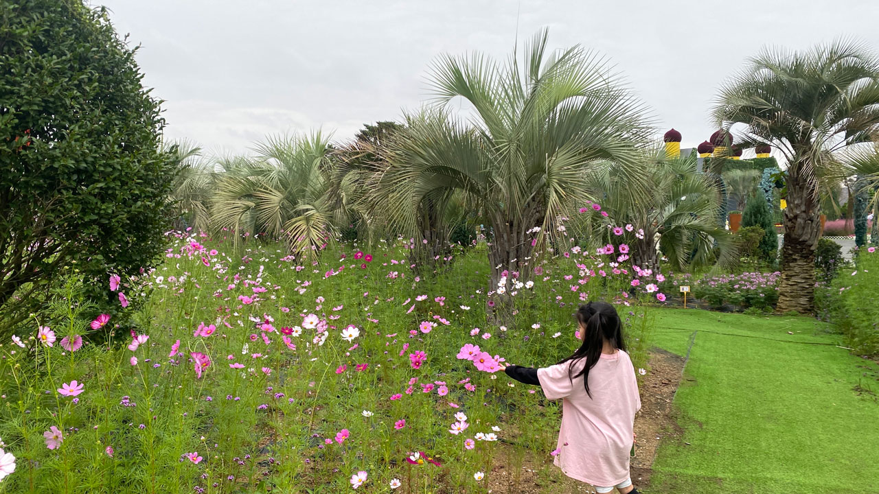 태안 가을꽃박람회에 코스모스가 활짝 피었다.