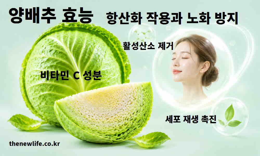 양배추 효능 항산화 작용 세포 노화 방지