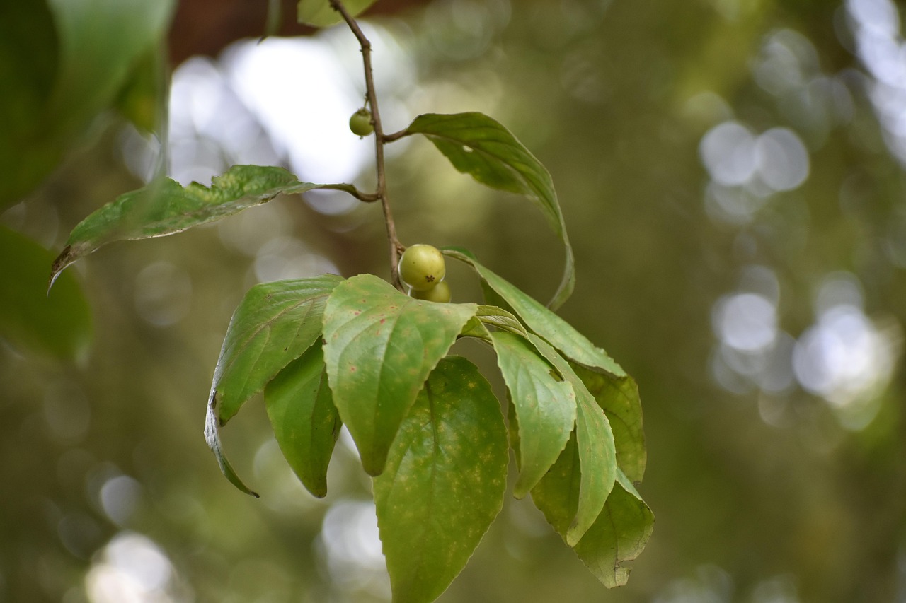 황칠나무 부작용과 안전하게 먹는 방법