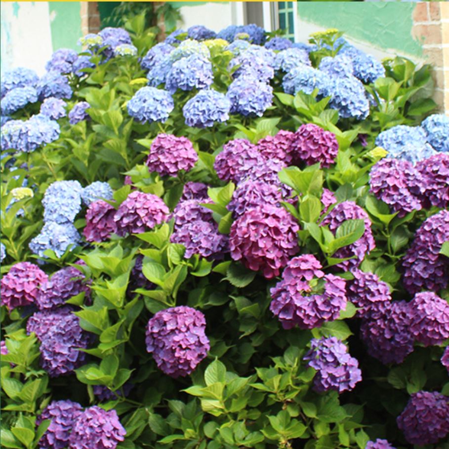 태안 팜카밀레 허브농원 수국 축제