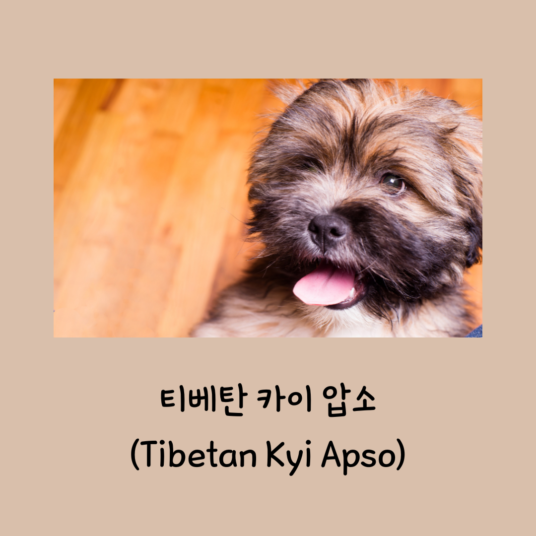 티베탄 카이 압소 사진