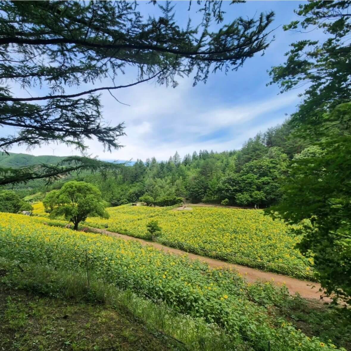 태백 해바라기축제