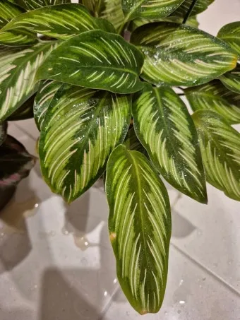 칼라데아 물주기 잎말림원인 습도관리 분무요령 시니어 맞춤 가이드_10