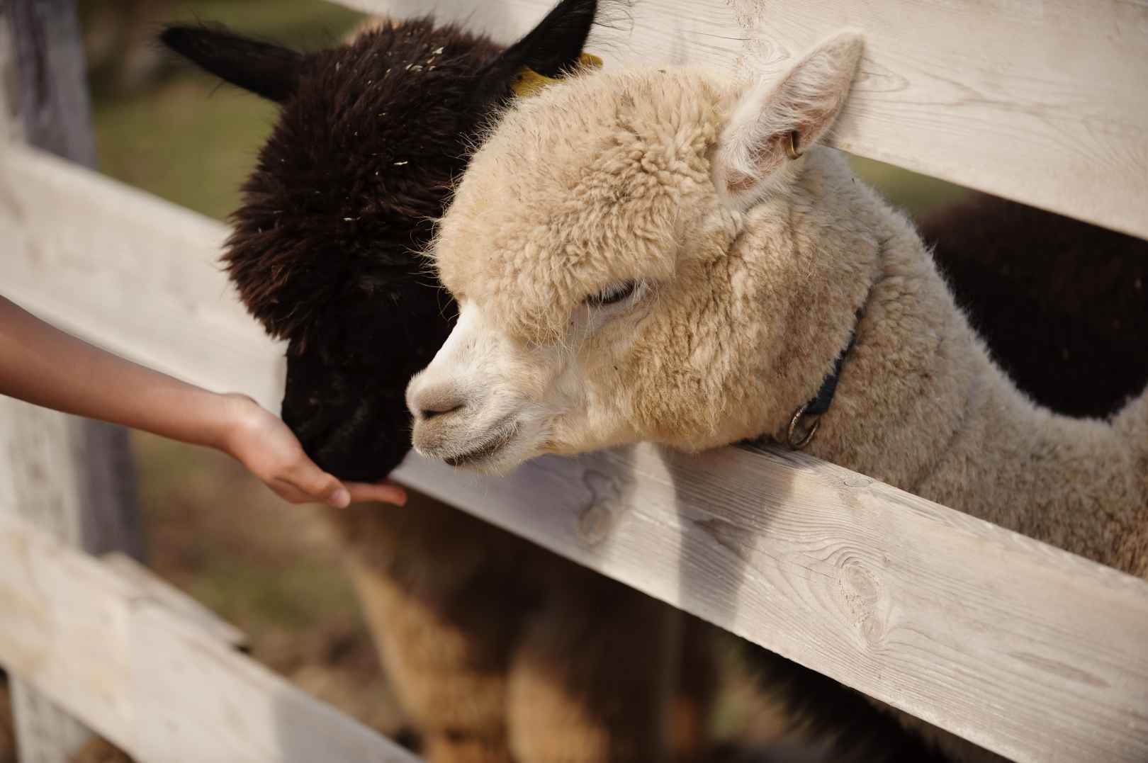 도치돌알파카목장