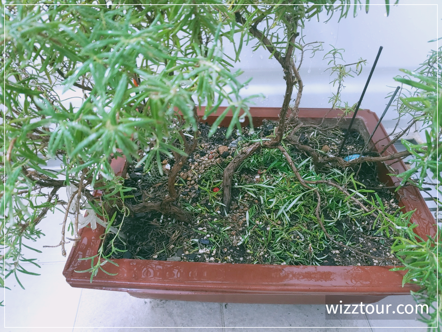 로즈마리 가지가 뻗어 가는 모습