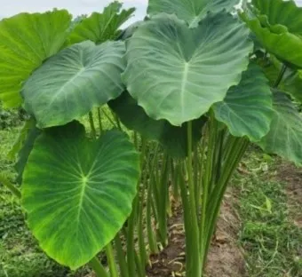 토란 심는시기 재배법 파종시기_8