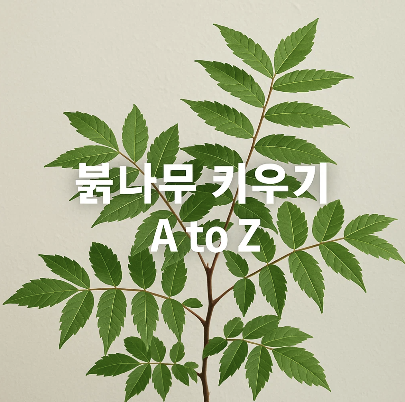 붉나무 키우기 A to Z