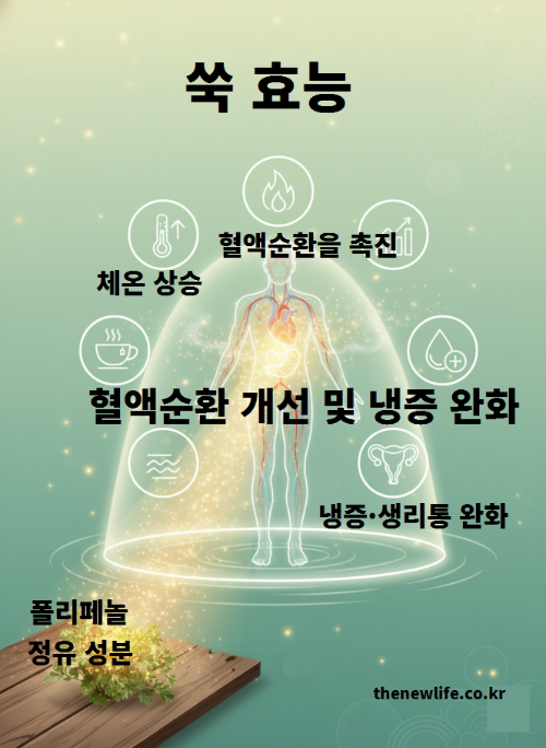 쑥 효능을 표현한 혈액순환 개선 일러스트 – 따뜻한 성질이 체온을 높이고 냉증 완화에 도움을 주는 인체 순환 구조 이미지