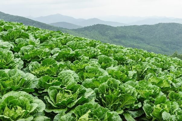 겉잎이 진한 초록색인 배추