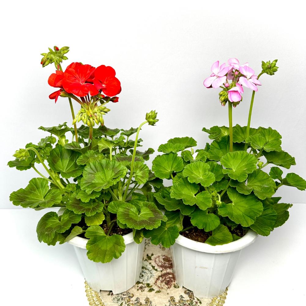 제라늄 키우는법, 종류, 삽목, 꽃말, 노란 잎 원인