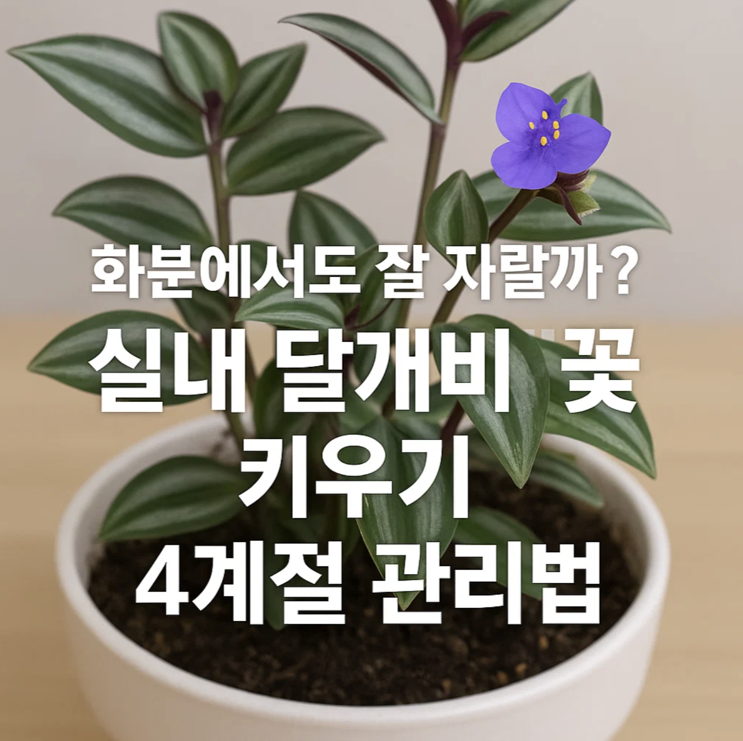 화분에서도 잘 자랄까? 실내 달개비꽃 키우기 4계절 관리법