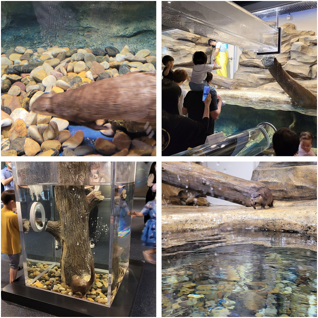 광교 아쿠아플라넷 다녀온 후기 사진 7