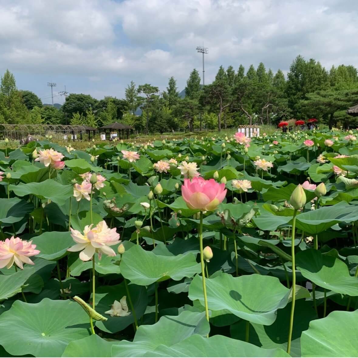 세미원 연꽃축제