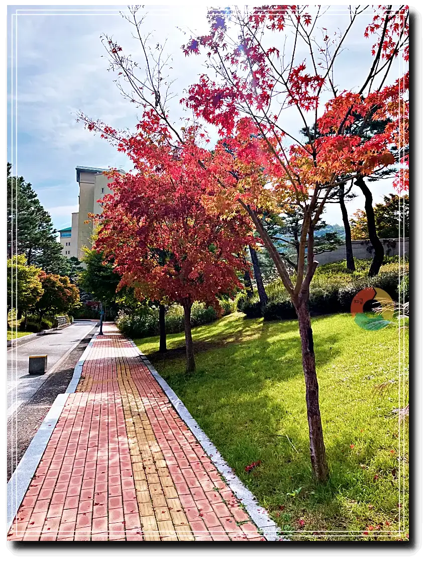 화다숲주차_붉은-단풍-잔듸