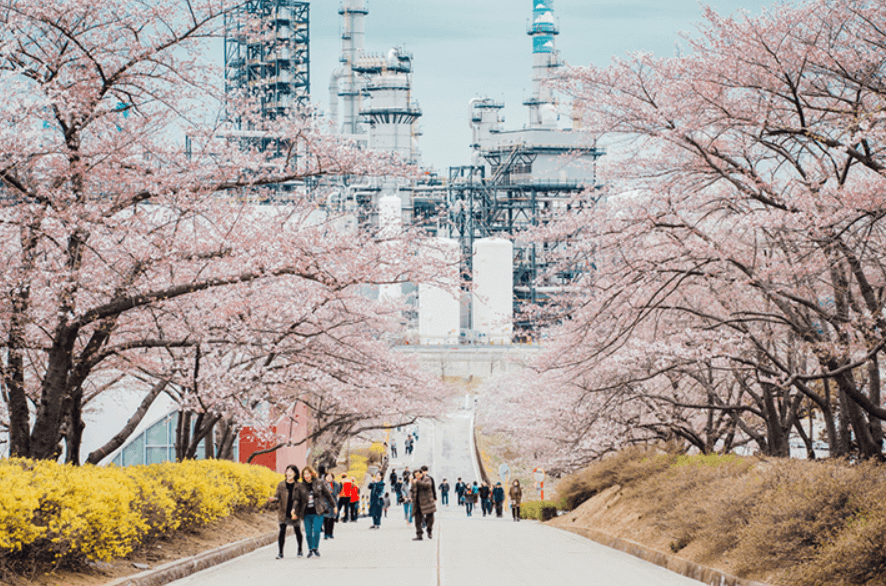 SK인천석유화학 벚꽃동산