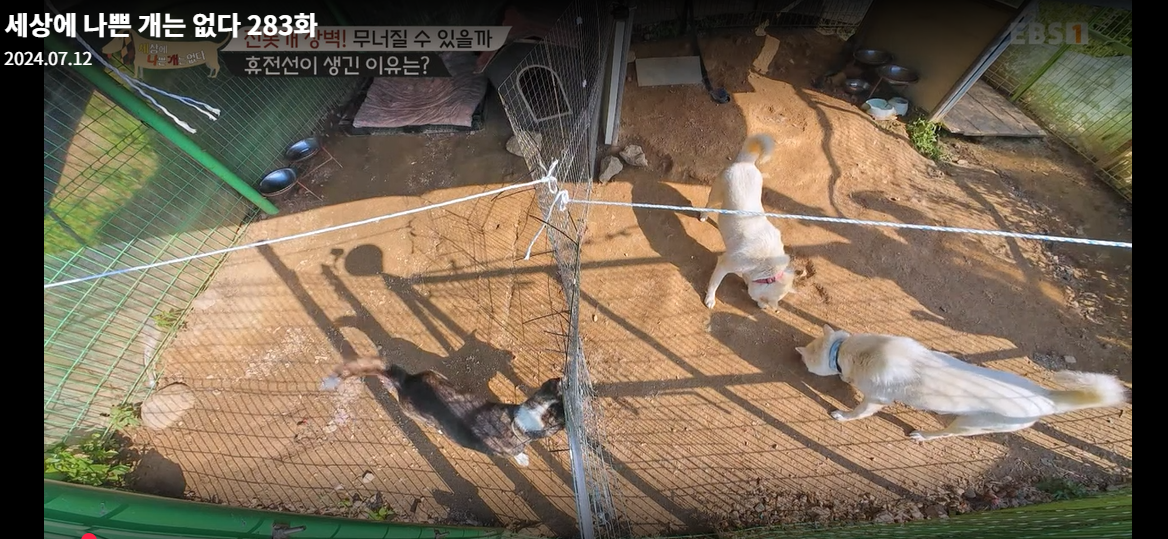 설채현-세상에나쁜개는없다-세나개-283화-진돗개장벽-재방송