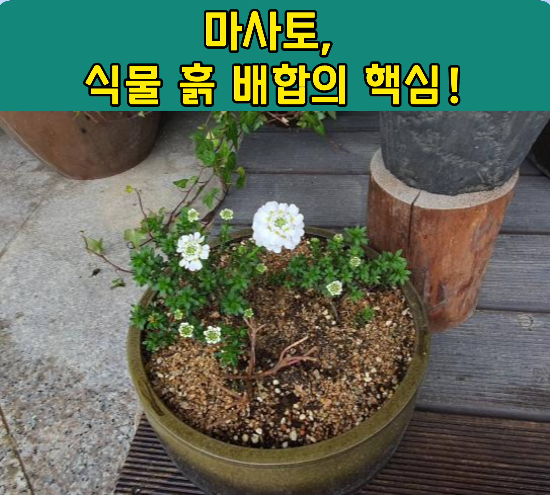 마사토,&nbsp;식물 흙 배합의 핵심!