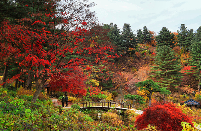 당일치기-서울-근교-단풍-구경-가볼만한곳-아침고요수목원