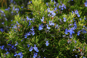 로즈마리효능18