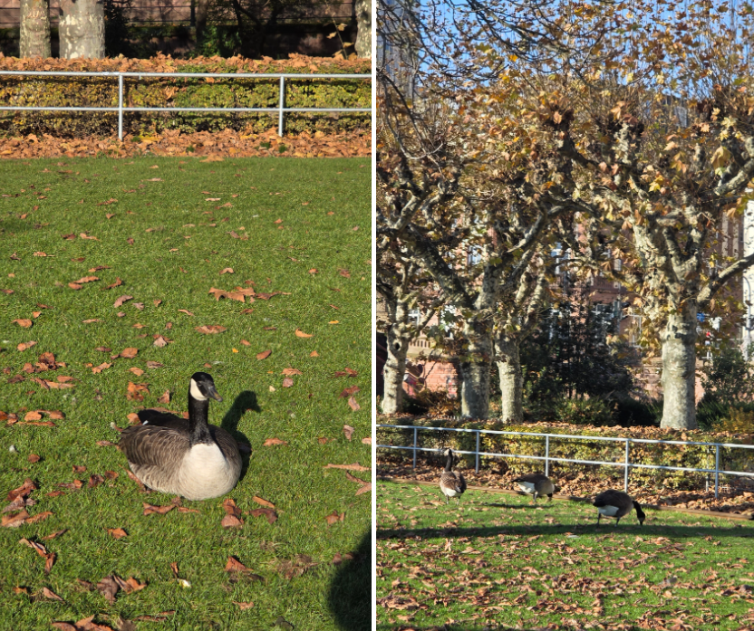 프랑크푸르트 오전 도보 산책 : 마인타워 오픈런/유로타워/마인강 산책
