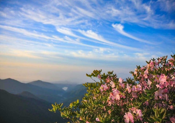 [5월 봄꽃 축제]2025 영주 소백산 철쭉제❘기본 정보, 프로그램, 개화상황 정리