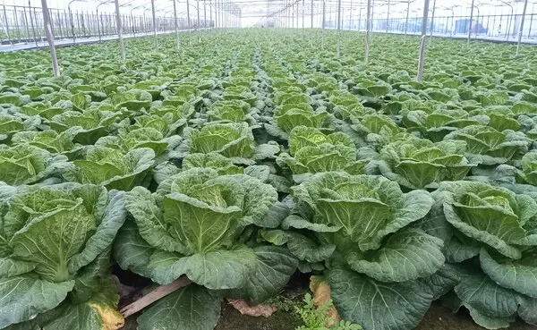 배추 재배 정식 시기 석회 뿌리기 벌레 예방_9