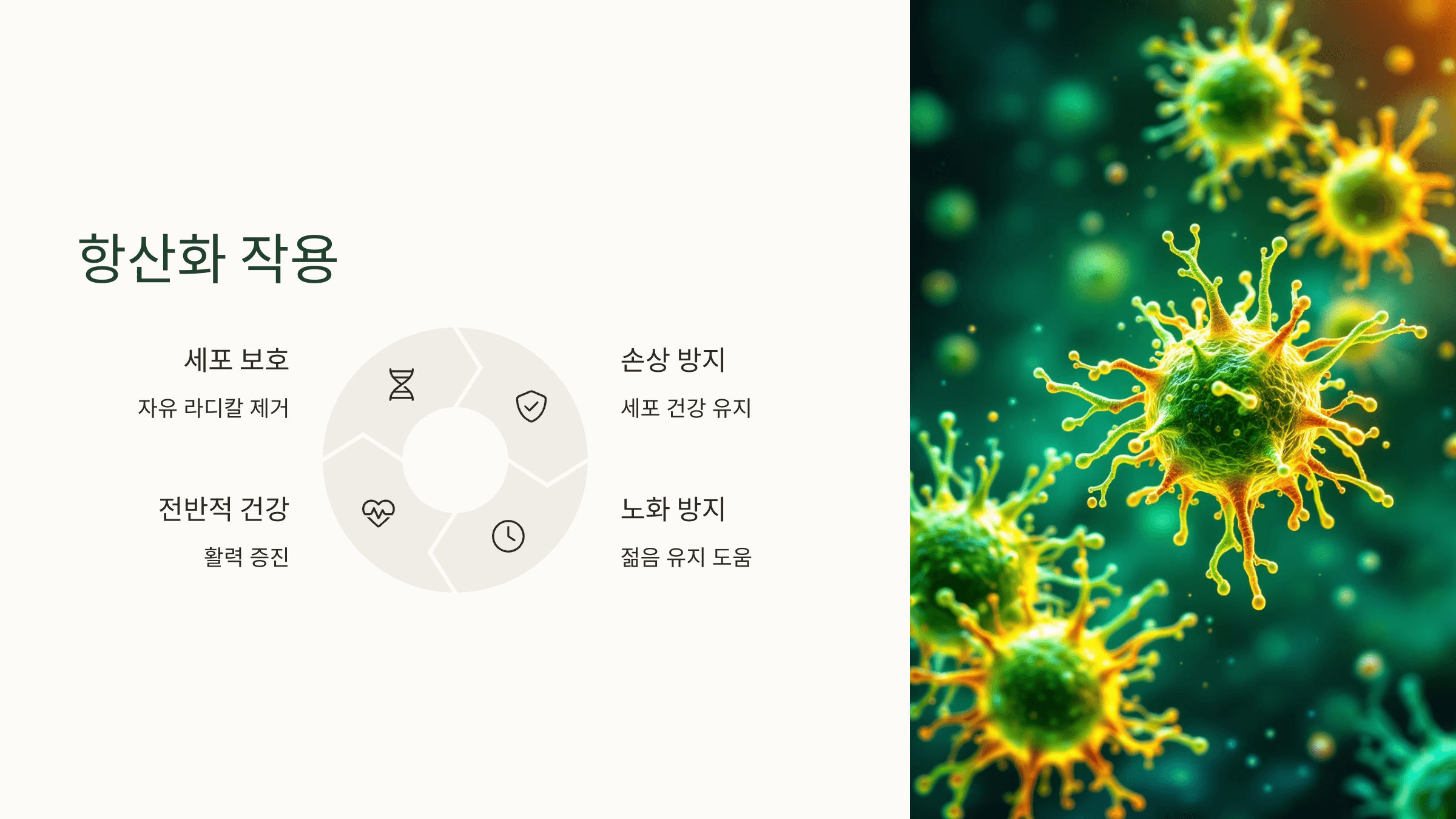 양배추 사진입니다.