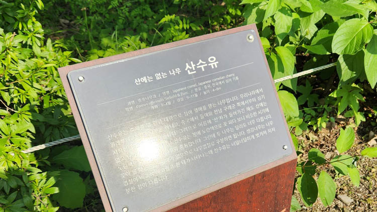 산수유-안내표시