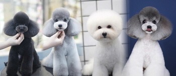 아파트반려견산책-찬반투표무산 -애견들