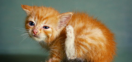 귀를 긁는 새끼 고양이.