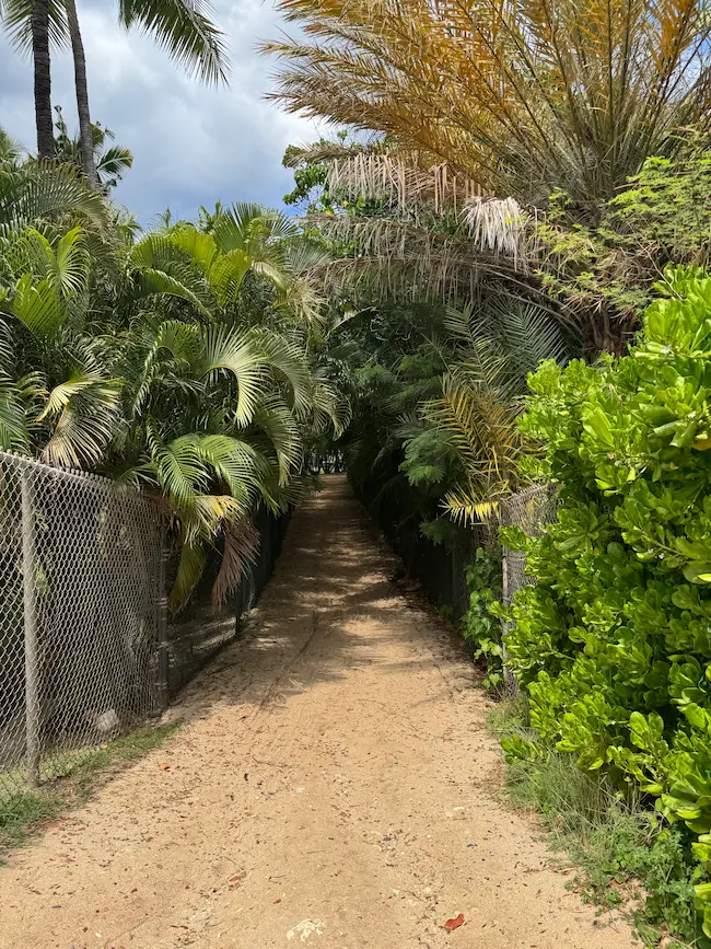 파라다이스 코브 비치 입구 나무사이길